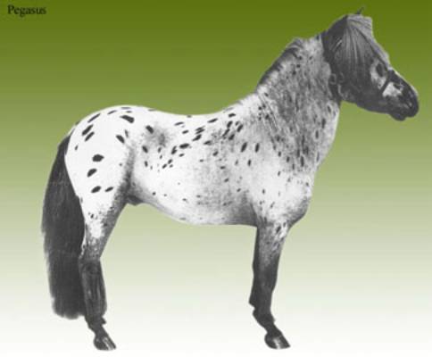 Pegasus
