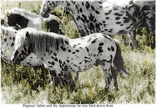 falabella-lord